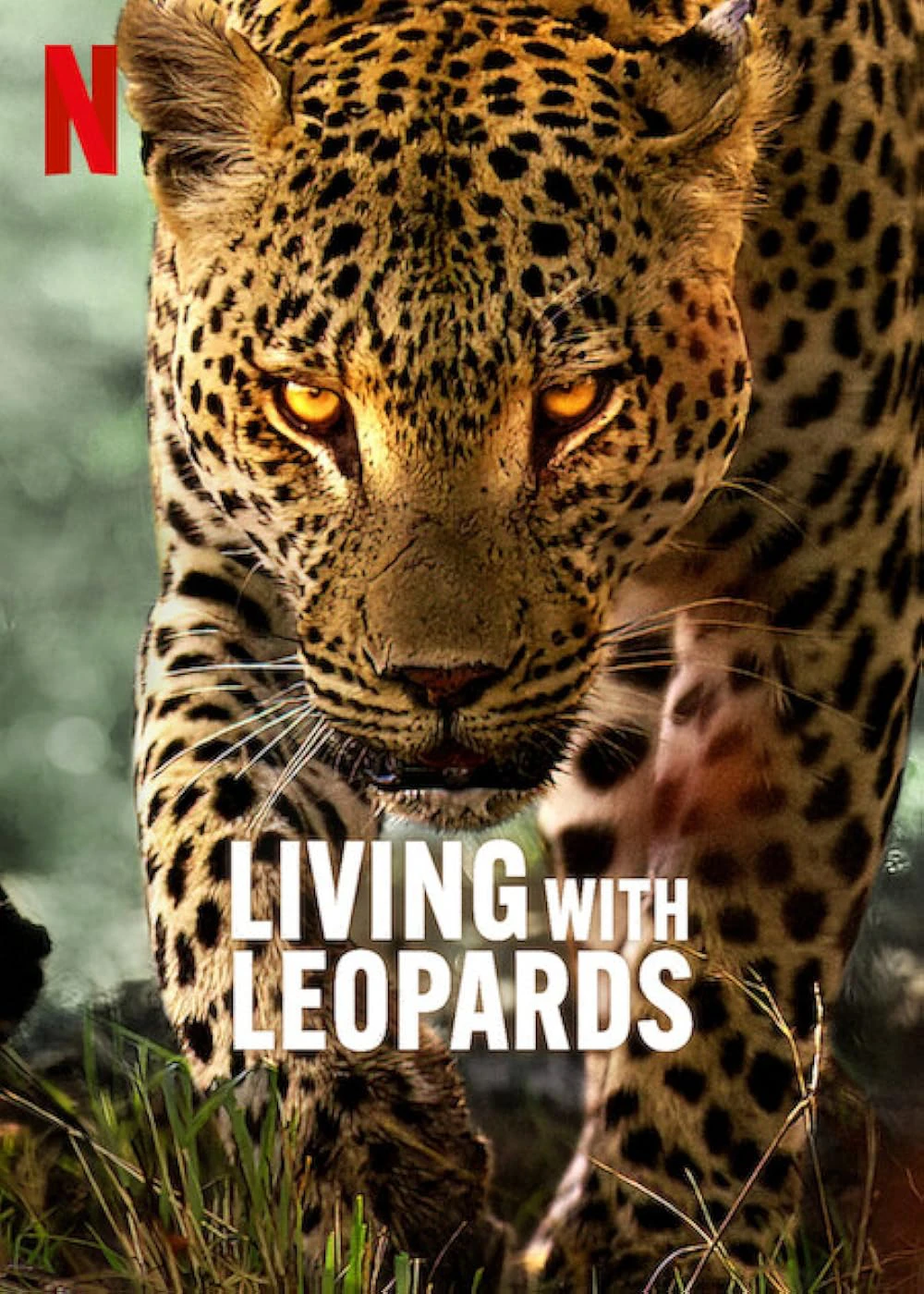 Xem phim Living with Leopards - Living with Leopards (2024)