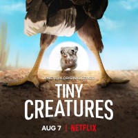 Xem phim Những sinh vật tí hon - Tiny Creatures (2020)